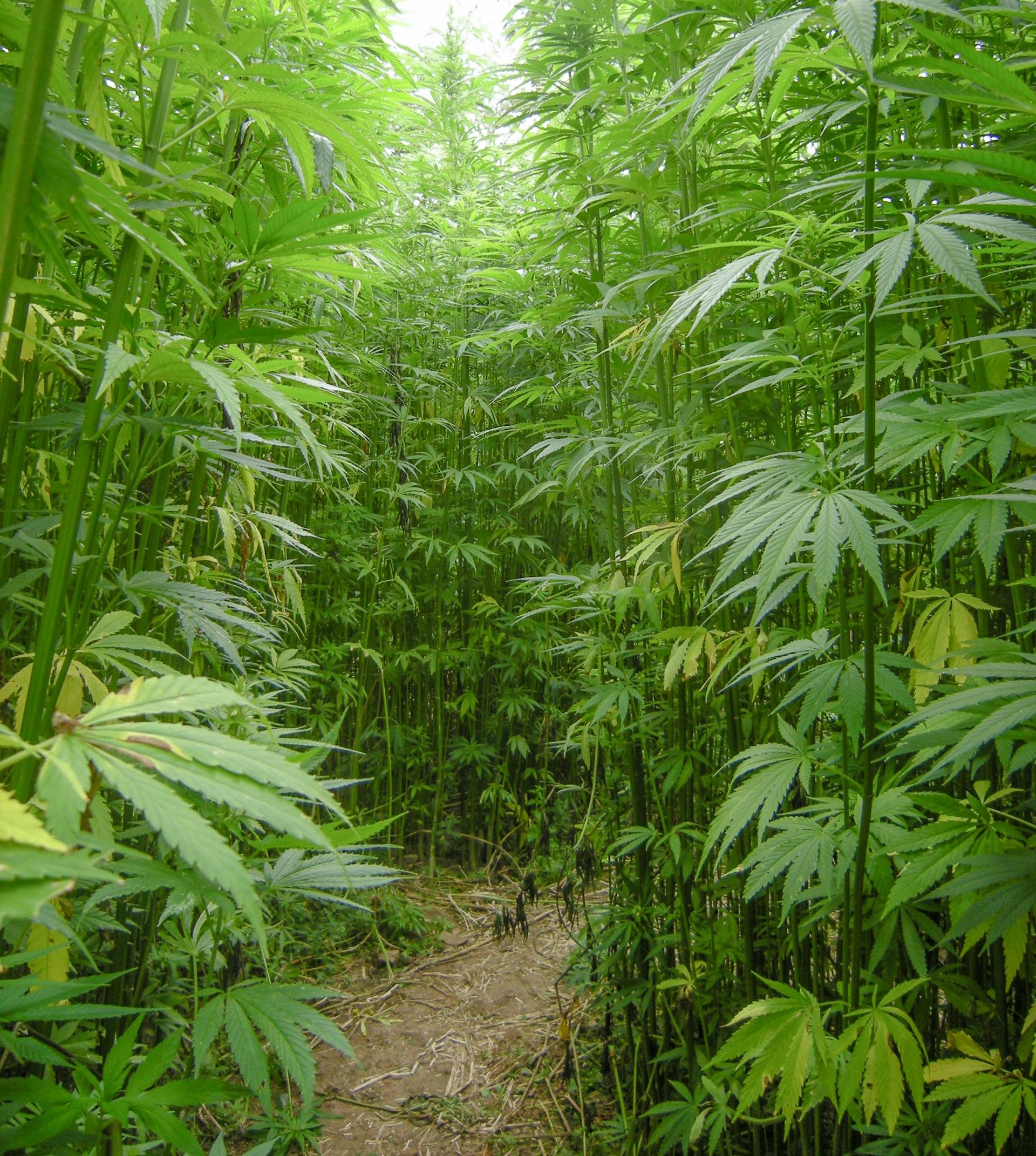 Tăng giá trị phế phẩm gai dầu: Bước tiến chiến lược cho dệt may bền vững