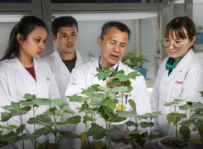 Giống bông mới được thử nghiệm tại Tân Cương, mở rộng khả năng cung ứng nguyên liệu cho ngành sợi và vải